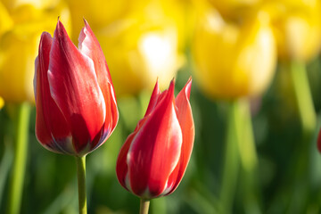 Fototapeta premium チューリップの花 春のイメージ