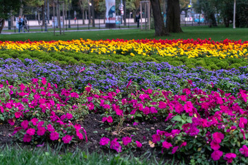 Colorful flowers in the park