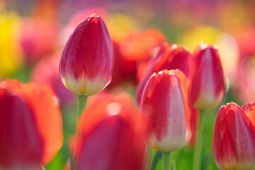 チューリップの花　春のイメージ