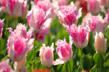 チューリップの花　春のイメージ