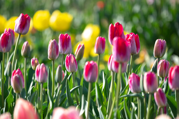 チューリップの花　春のイメージ