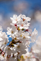 桜の花　春のイメージ