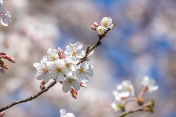 桜の花　春のイメージ
