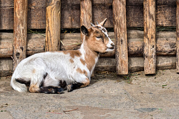 Westafrikanische Zwergziege ( Capra aegagrus hircus )