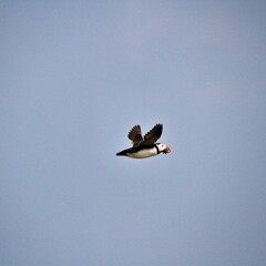 A Puffin in Flight