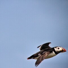 A Puffin in Flight