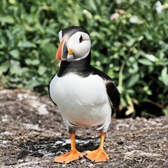 A view of an Atlantic Puffin