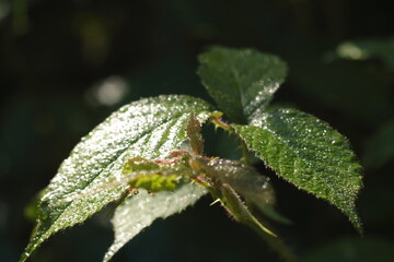 Feuilles luminescentes