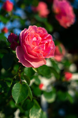 バラの花　屋外撮影