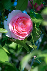 バラの花　屋外撮影