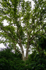 Chestnut tree with thick foliage