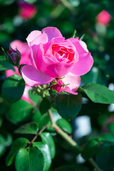 バラの花　屋外撮影