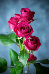 バラの花　スタジオ撮影