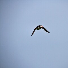 A Puffin in Flight