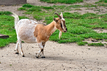 Westafrikanische Zwergziege ( Capra aegagrus hircus )
