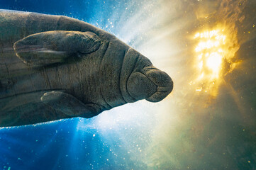 Portrait of manatee in captivity.
