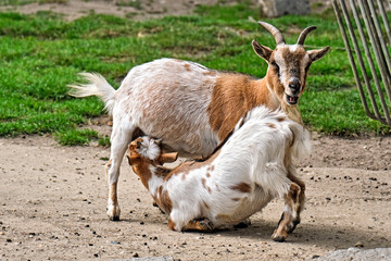 Westafrikanische Zwergziege ( Capra aegagrus hircus )