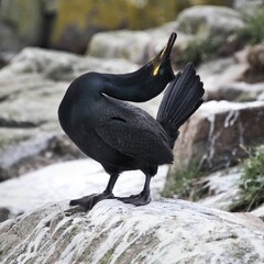 A Cormorant on a rock