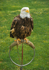 Portrait of bald eagle in captivity.