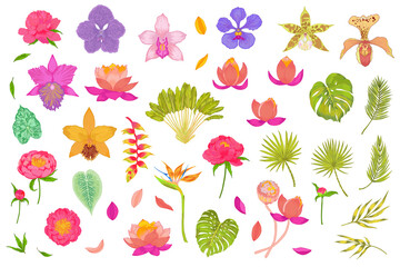 Big tropical vector set of flowers and plants. Ravenala tree, areca, fan palm, lotus, peony, orchid, strelitzia, heliconia flowers.