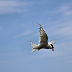 An Arctic Tern in flight