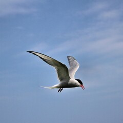 An Arctic Tern in flight