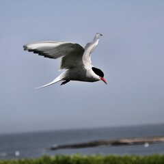 An Arctic Tern in flight