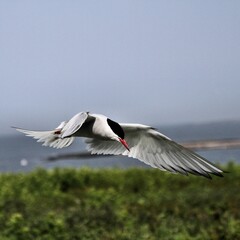 An Arctic Tern in flight