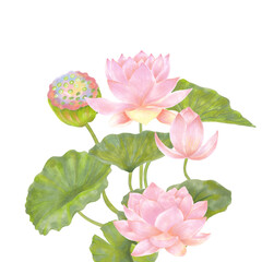 Lotus pink flowers watercolor composition