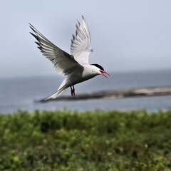 An Arctic Tern in flight