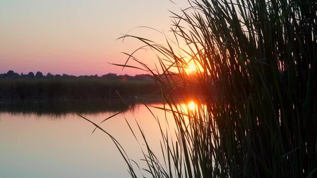 Zooming in video of the sunset over the river with blue sky and reeds in the foreground