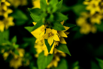 Blooming yellow moneywort flower close up, colorful and vivid plant, natural background.