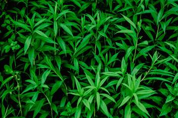 Naklejka na ściany i meble nice and textural,green and clean plant leaves