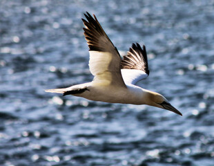 A Gannet in flight