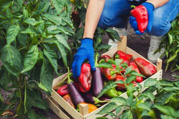 woman farmer harvests pepper and eggplant in the vegetable garden.