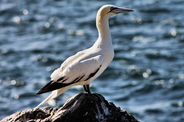 A Gannet on Bass Rock in Scotland