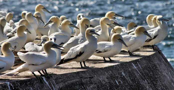 A view of some Gannets