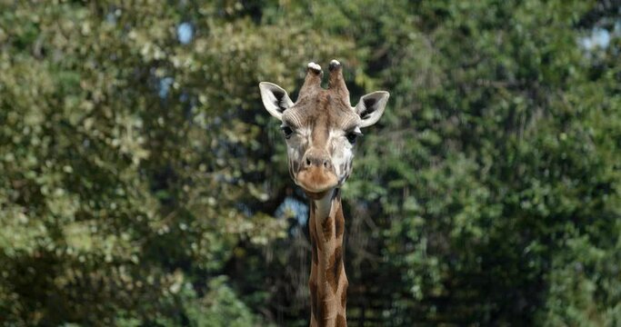 A giraffe at the zoo goes to meet. 4K. Giraffe in motion.