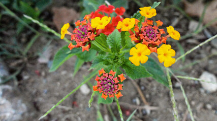Orange bougainvillea flower isolated on natural green background