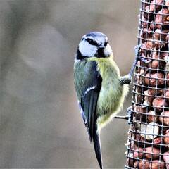 A view of a Blue Tit