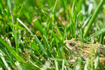 A frog in the grass. Side shot, sharp eye, green grass vegetation herbal background.