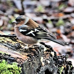 A view of a Chaffinch