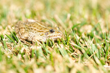 Frog in the grass, selective focus on the eye. Narrow depth of field, green yellow grass bokeh.