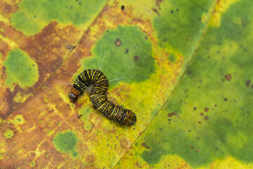 caterpillar on a leaf