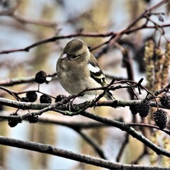 A view of a Chaffinch