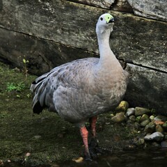 A view of a Cape Barren Goose