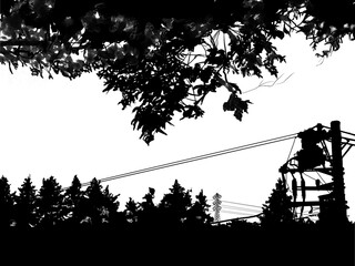 silhouette of a tree and electric pole