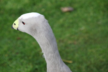 A view of a Cape Barren Goose