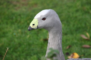 A view of a Cape Barren Goose
