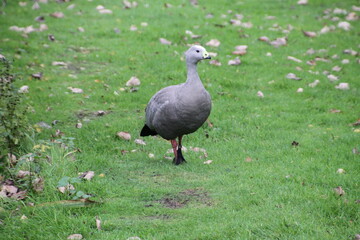 A view of a Cape Barren Goose